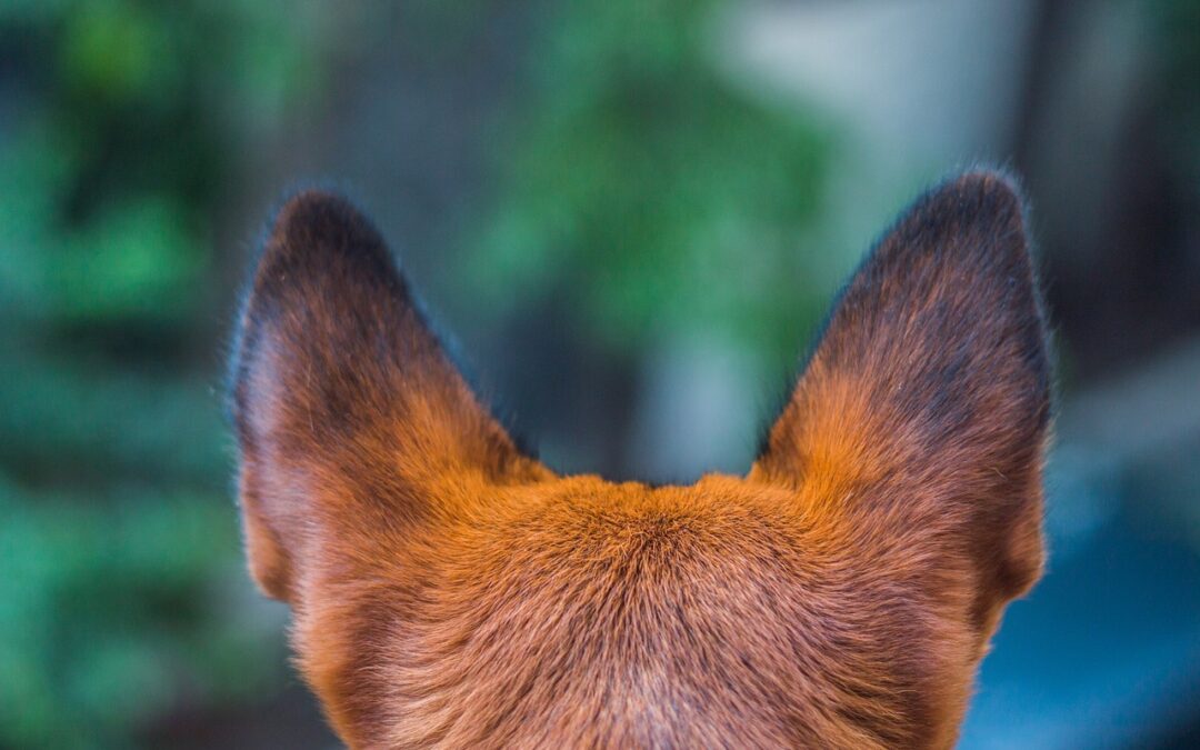 My Dog’s Ears Are Cold | Should I Be Worried?