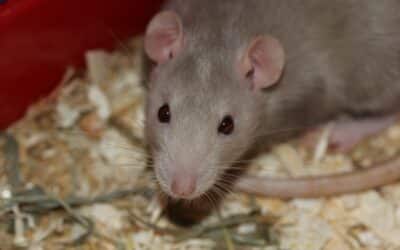 Rats As Pets: Pros and Cons (Is A Rat Right For You?)