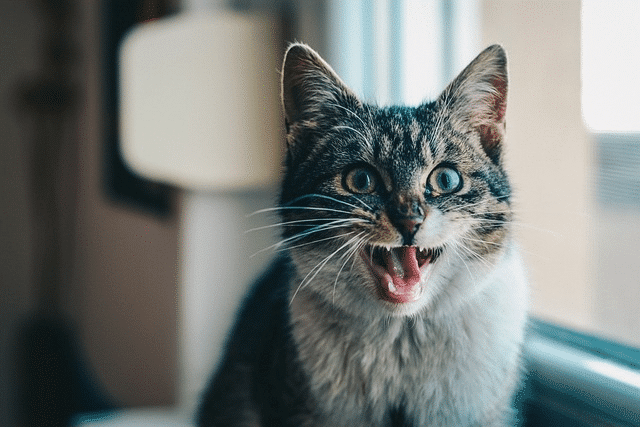 When Are Cats Fully Grown? Understanding Your Furry Friend's Growth Journey 9 how many teeth does a cat have