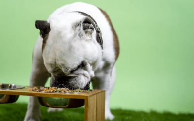 Best Fresh Dog Food – A Comprehensive Guide to Feeding Your Furry Friend