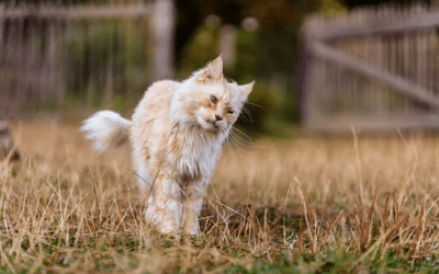 Exploring the Different Cat Breeds