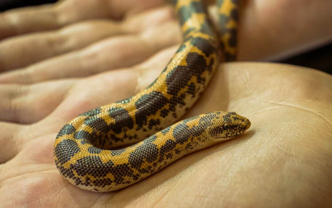 The Ideal Starter Serpents: Small Snakes for Pets