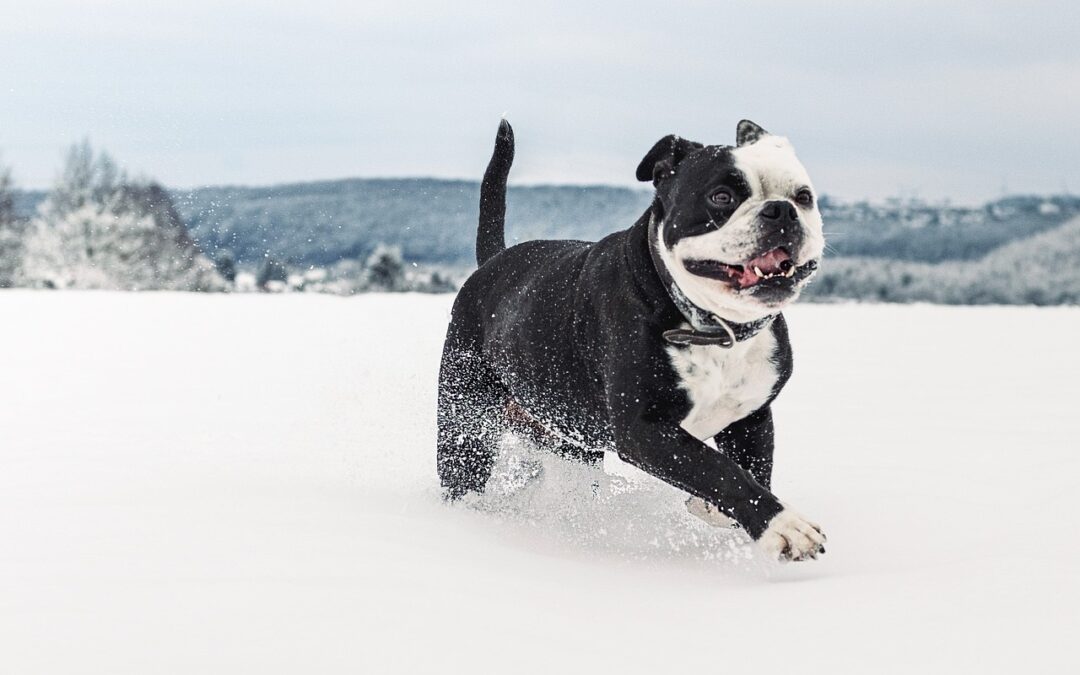 Protecting Your Dog’s Paws in Winter: 5 Tips & Tricks