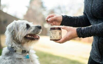 cbd treats for dogs