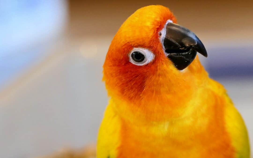 Feathers of the Family: Best Birds For Pets