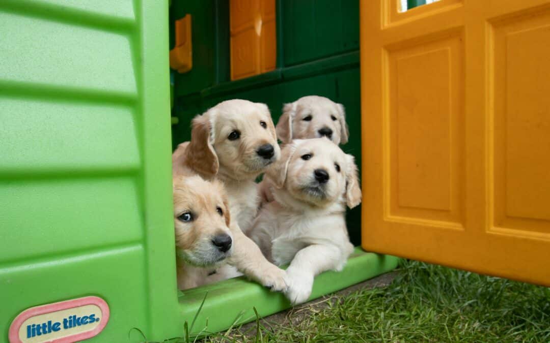 How to Choose the Perfect Dog House