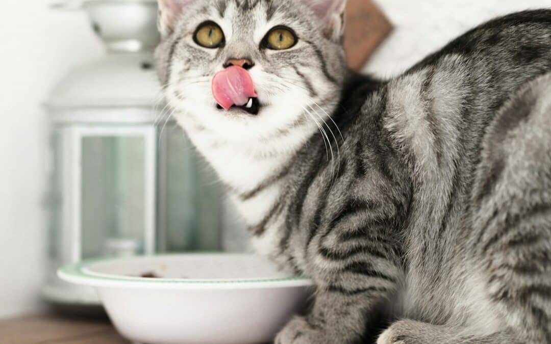 Exploring Cat Food: Finding the Purr-fect Pick for Your Feline Friend