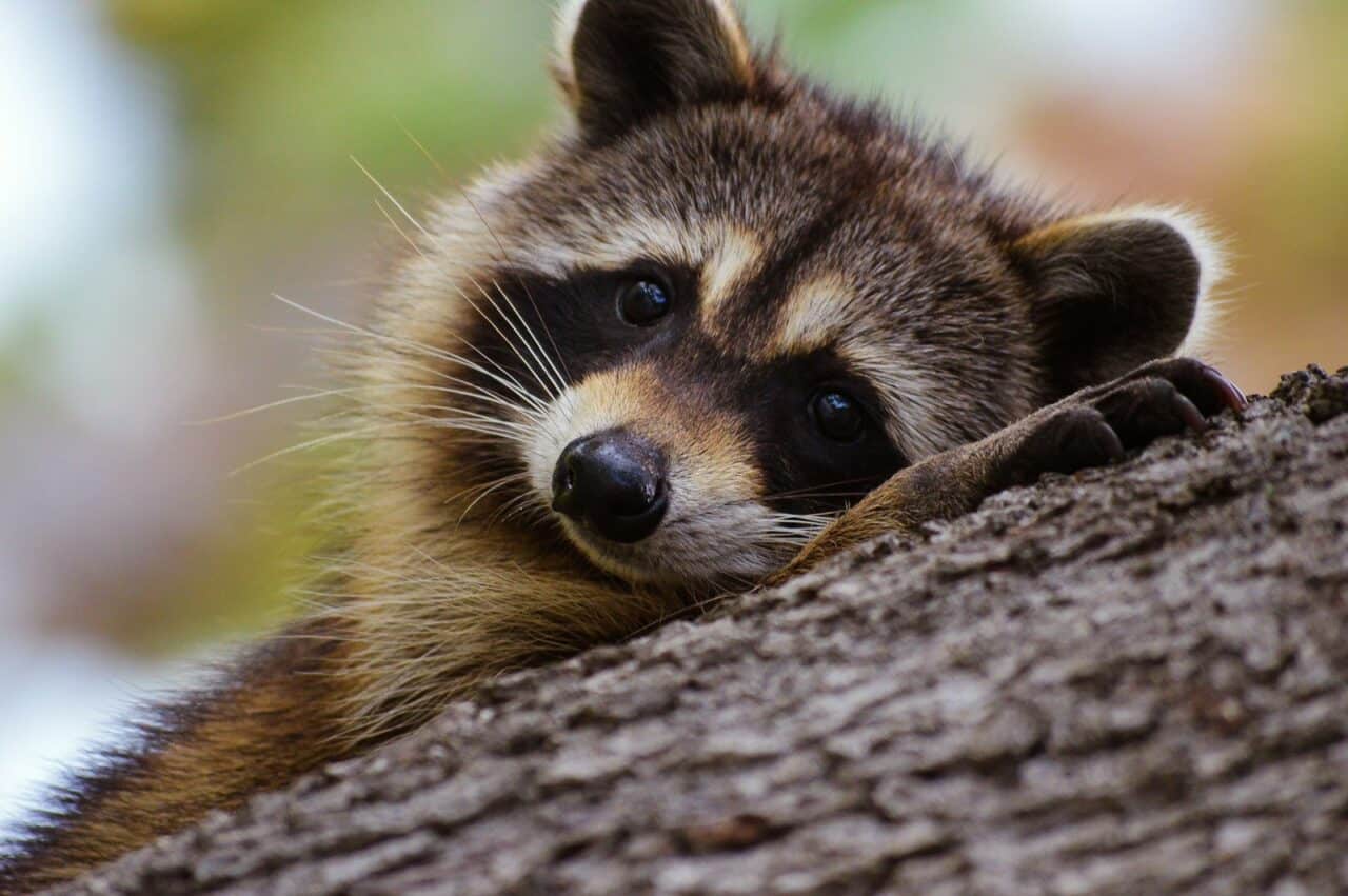 Can Raccoons Be Pets? The Truth Behind Owning A Wildly Unique Companion