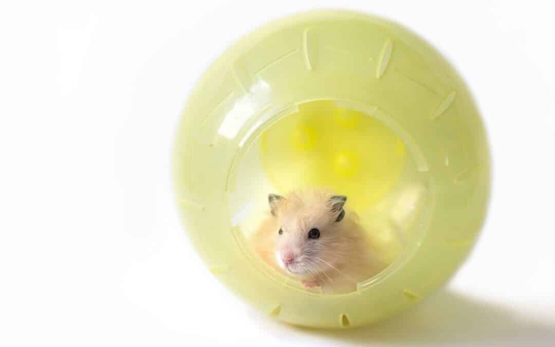 Are Hamster Balls Bad? All The Pros & Cons