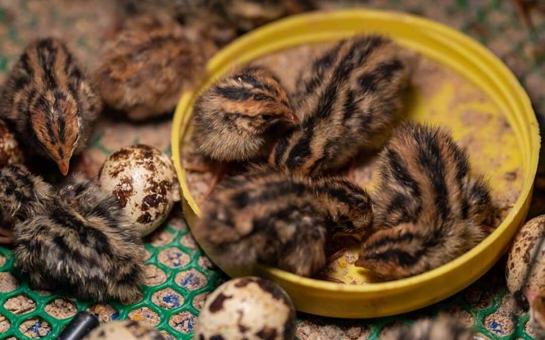 Types of Pet Quail: 5 Adorable Small Breeds