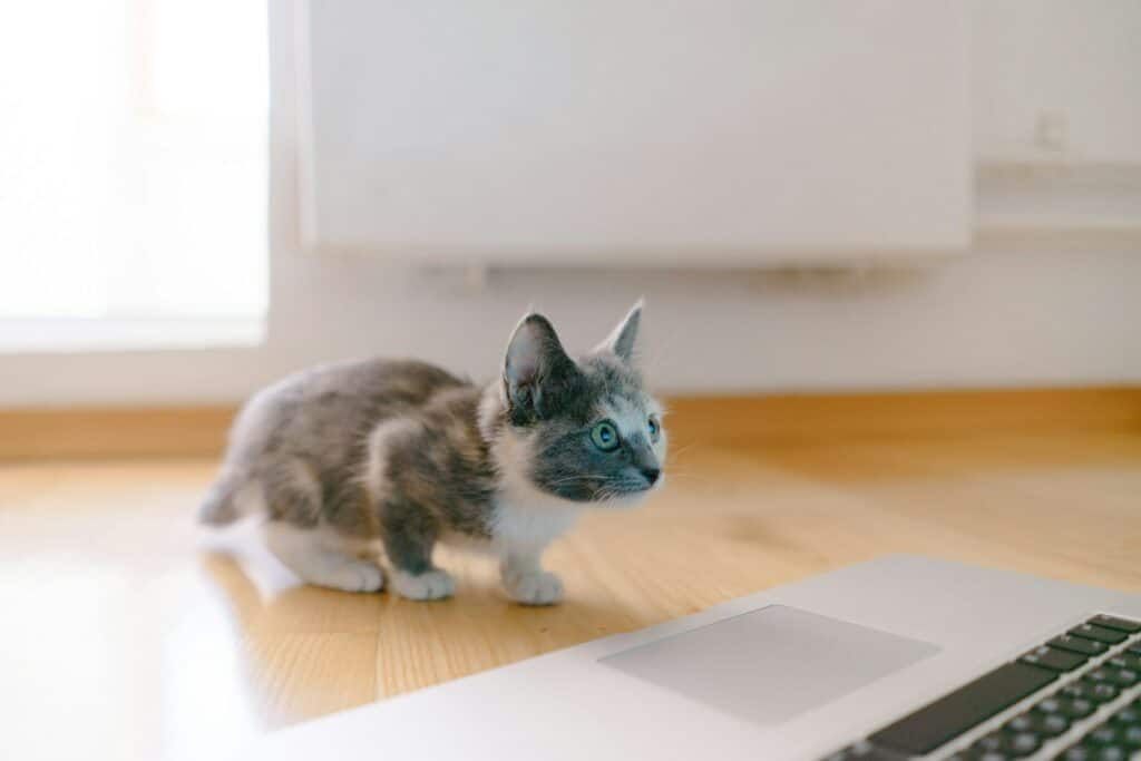 calico kitten standing in front of MacBook Pro