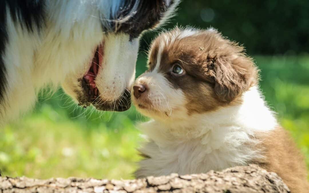 Understanding Amazing Canine Pregnancy: How Long Is A Dog Pregnant?