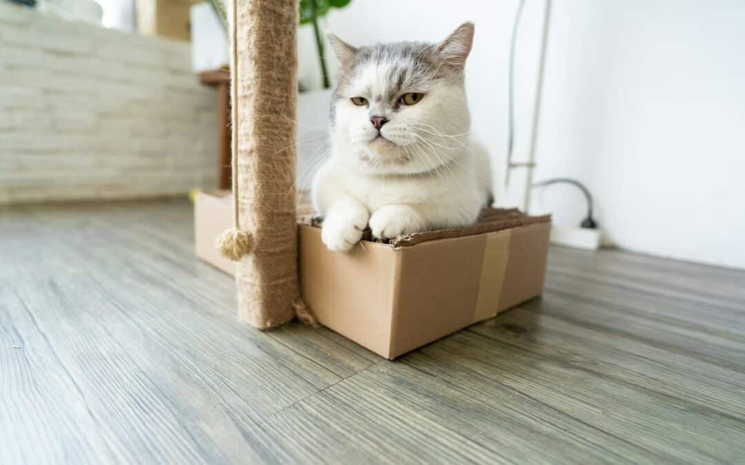Exploring the Munchkin Cat Breed: So Little But So Cute