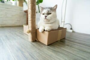 white and gray cat in brown cardboard box munchkin cat