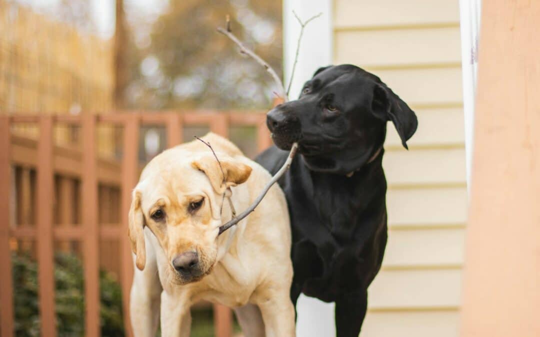 The Innovative Dog Playpen: A Safe Haven for Your Pet’s Playtime