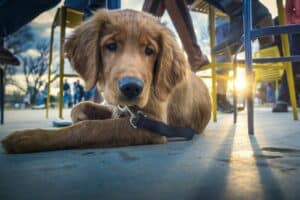 dog friendly restaurants