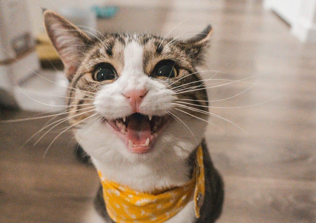 When Are Cats Fully Grown? Understanding Your Furry Friend's Growth Journey 8 Cat meowing