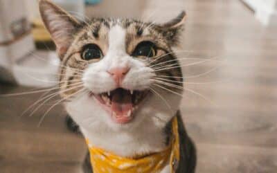 My Cat Doesn’t Like Catnip! 5 Catnip Alternatives