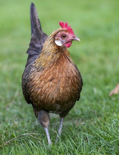 6 Super Small Chicken Breeds For Your Backyard Coop - Kate's K9 Pet Care