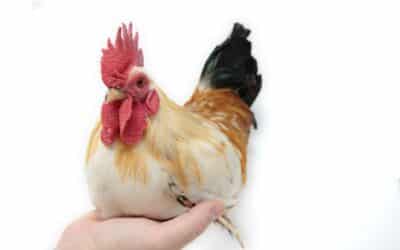 Tiny bantam rooster held in a person's hand against a white background.