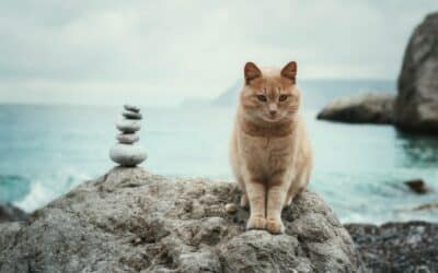 The Genius Cat Exercise Wheel: Enriching the Lives of Our Feline Friends