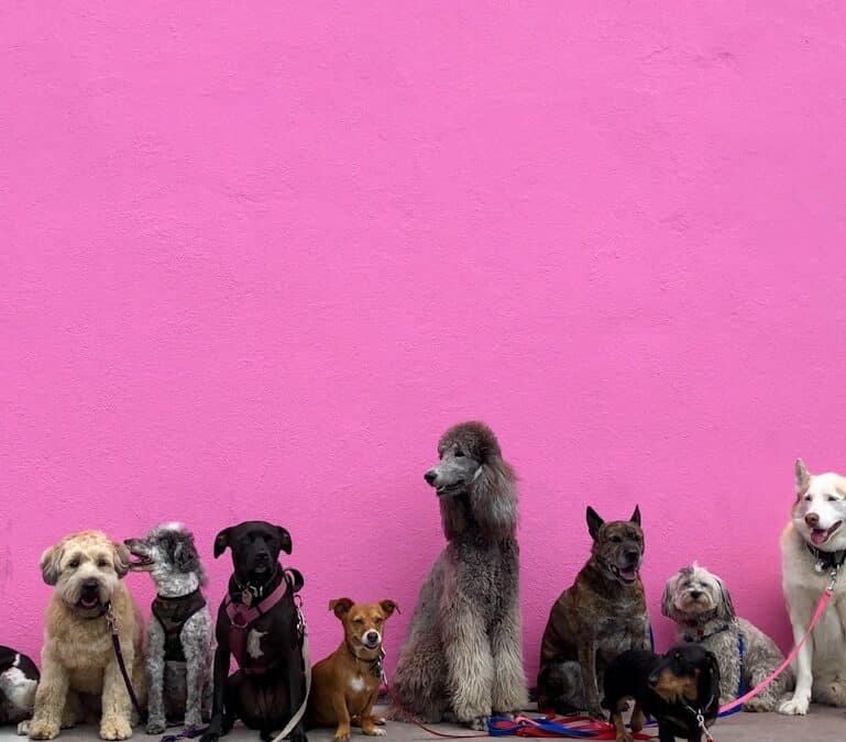 Dog Friendly Places in the DMV: Discovering Pawsome Adventures