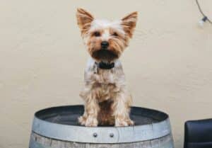 brown and white yorkshire terrier puppy on black round plastic basin