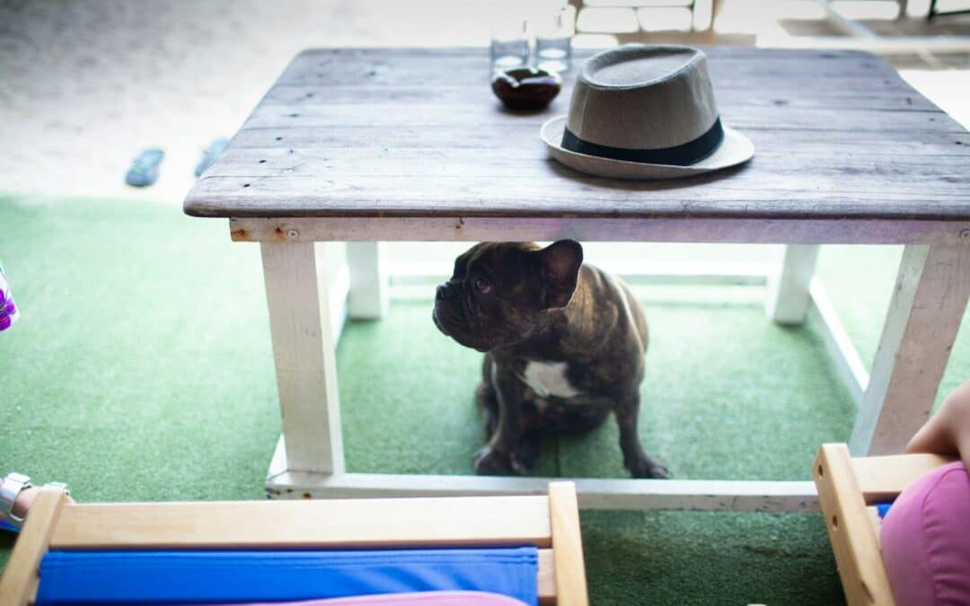 Top 10 Dog Friendly Bars in the DMV 2024: Unleash the Fun