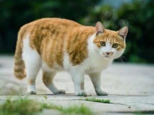 The Overlooked Challenge of Obese Animals: Obesity in Our Pets and How to Combat It 6 orange and white cat on gray concrete surface