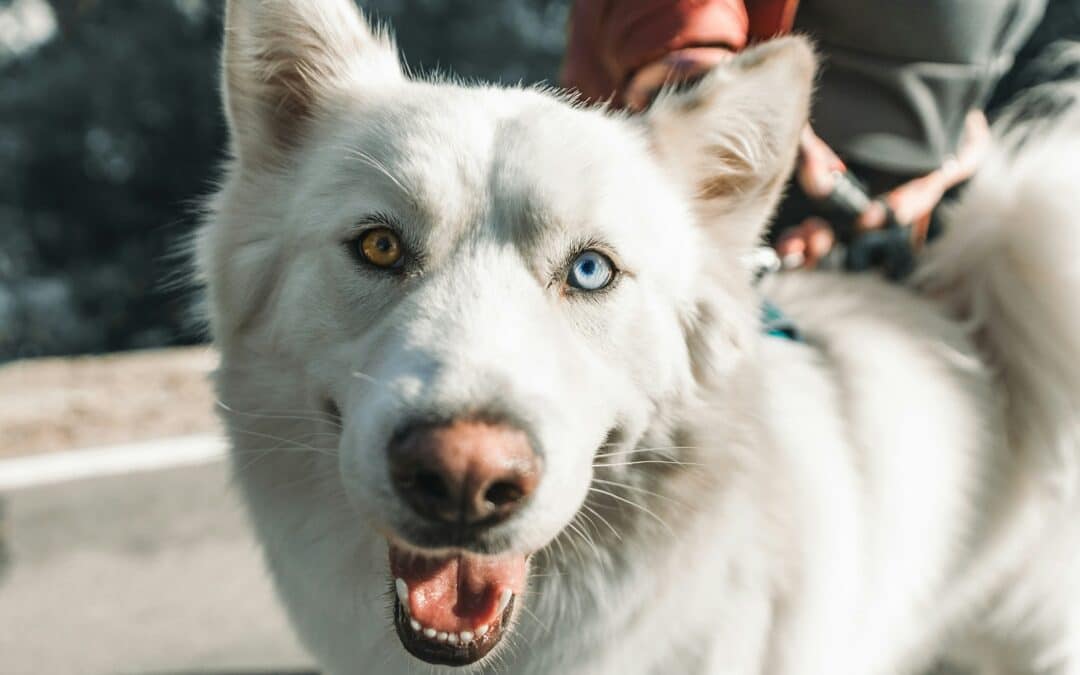 6 Dog Breeds Similar To Huskies