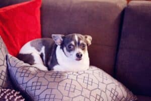 The Overlooked Challenge of Obese Animals: Obesity in Our Pets and How to Combat It 4 white and black short coated small dog on white and black textile