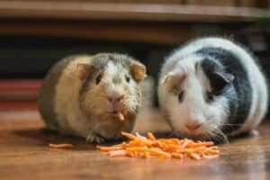 The Overlooked Challenge of Obese Animals: Obesity in Our Pets and How to Combat It 5 two guinea pigs eating carrot