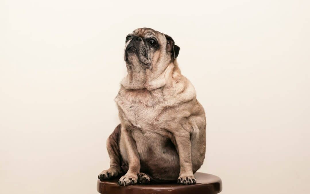 The Overlooked Challenge of Obese Animals: Obesity in Our Pets and How to Combat It