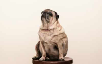 The Overlooked Challenge of Obese Animals: Obesity in Our Pets and How to Combat It