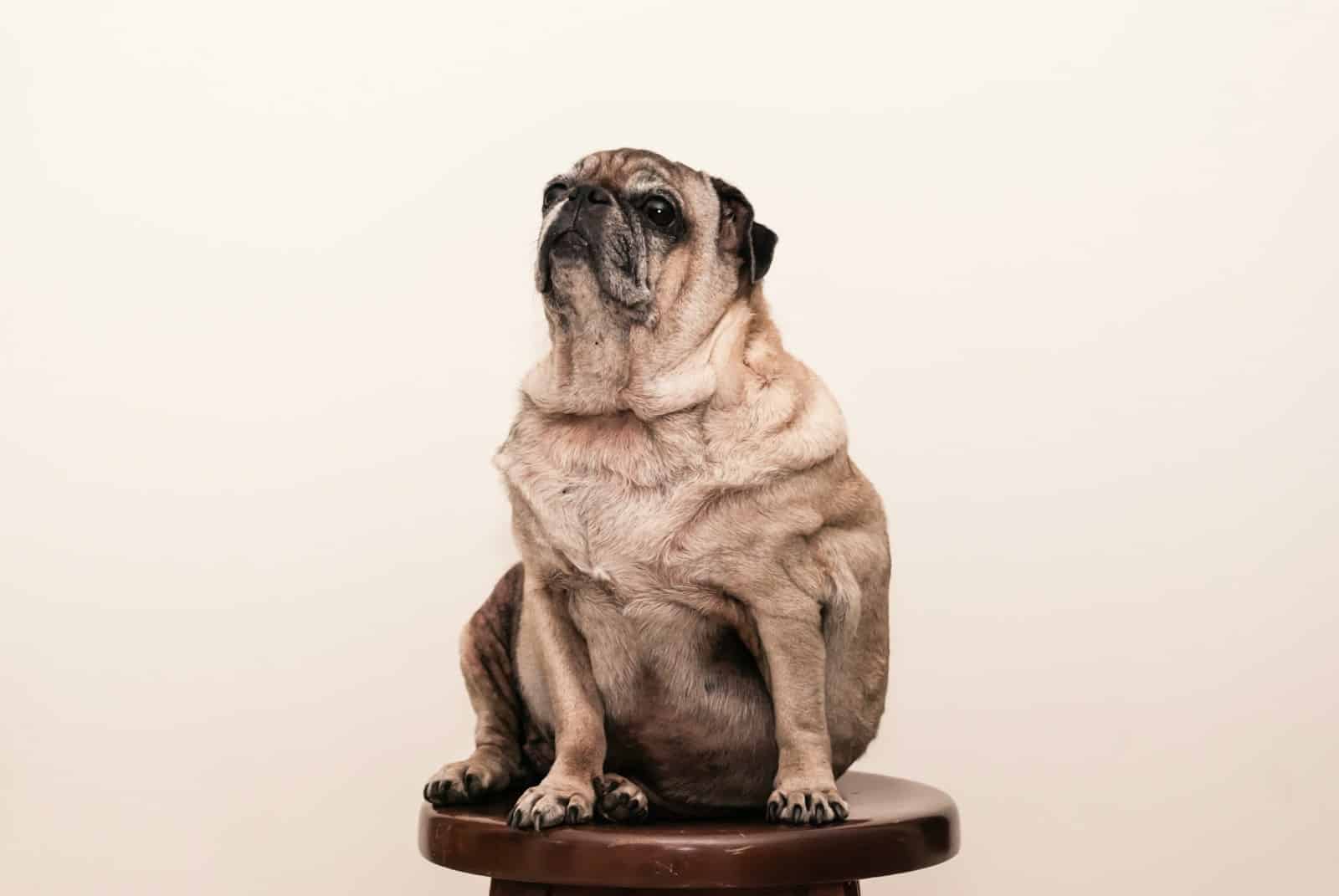 obese animals
