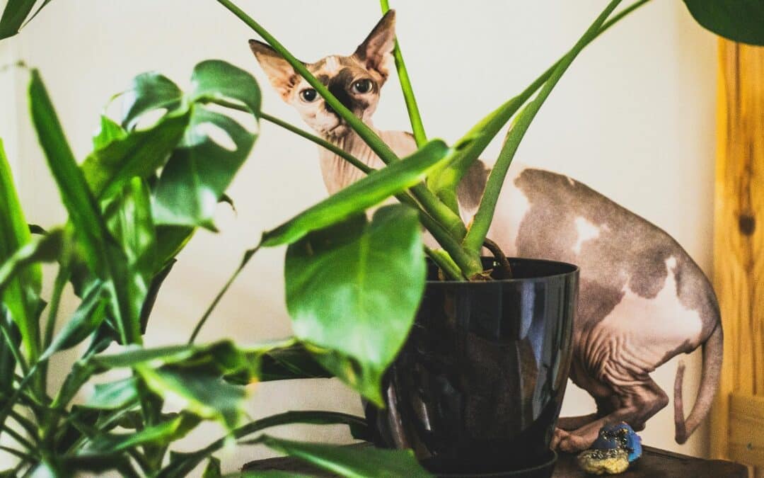 23 Popular Houseplants That Are TOXIC To Dogs & Cats