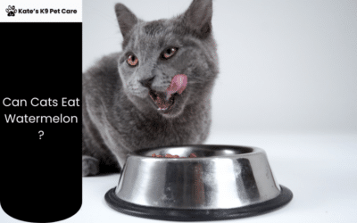 Can Cats Eat Watermelon?