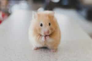 Saving Lives One Paw at a Time - The Power of Animal Rescue 1 selective focus photography of brown hamster