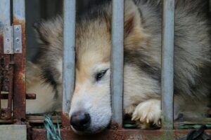 Saving Lives One Paw at a Time - The Power of Animal Rescue 6 nagjggswttk