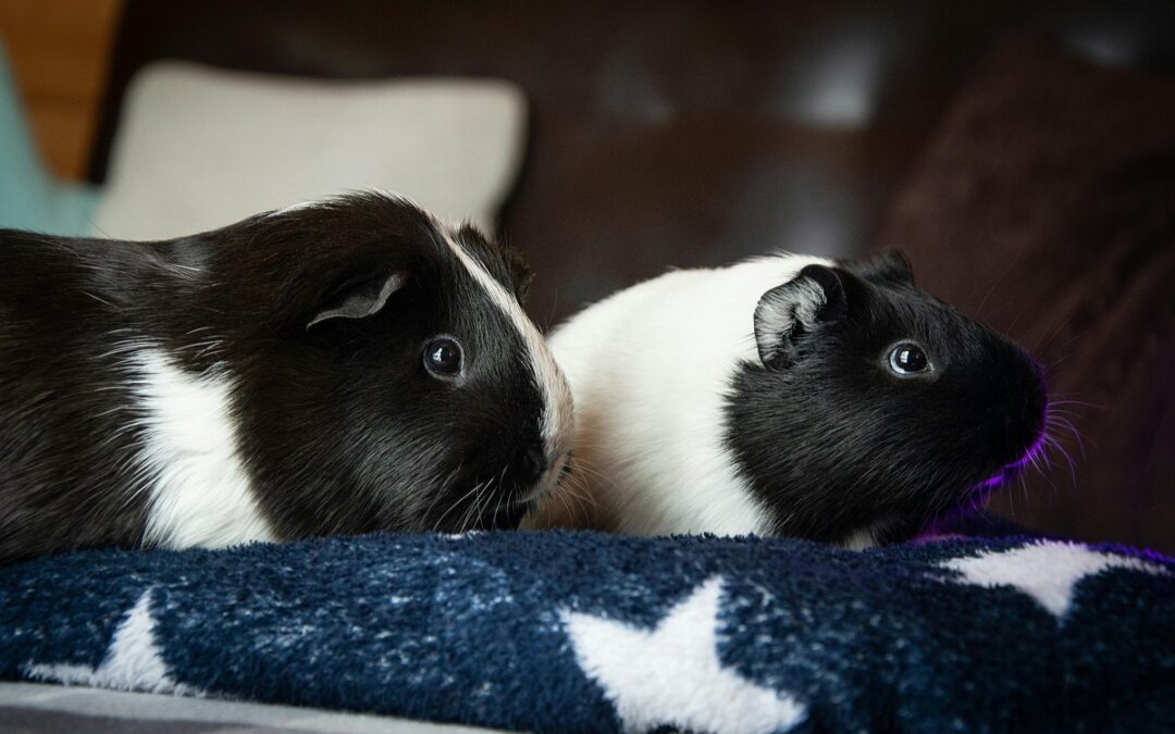 Why Are My Guinea Pigs Fighting? Piggie Fights Explained!