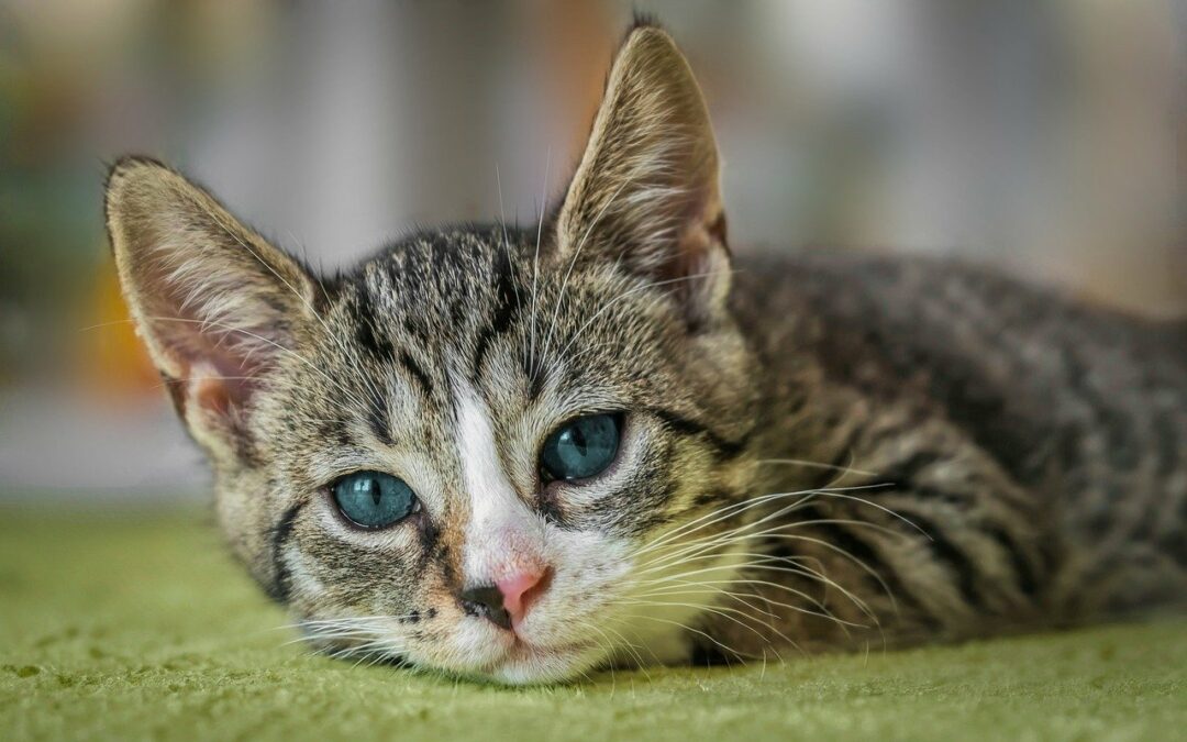 Can Cats Eat Chocolate? What Every Pet Owner Needs to Know