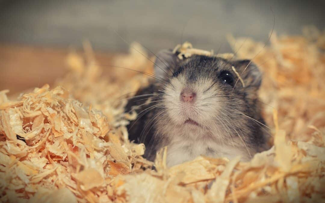 Low Maintenance Pets | Pets Perfect for Busy Lifestyles