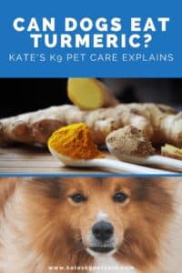 Split image showing turmeric spice powder (top) and a dog's face (bottom) with text above saying: Can dogs eat turmeric? Kate's K9 Pet Care explains!