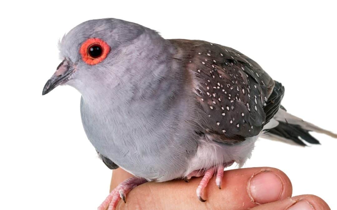 Doves As Pets | 5 Dove Species You’ll Love
