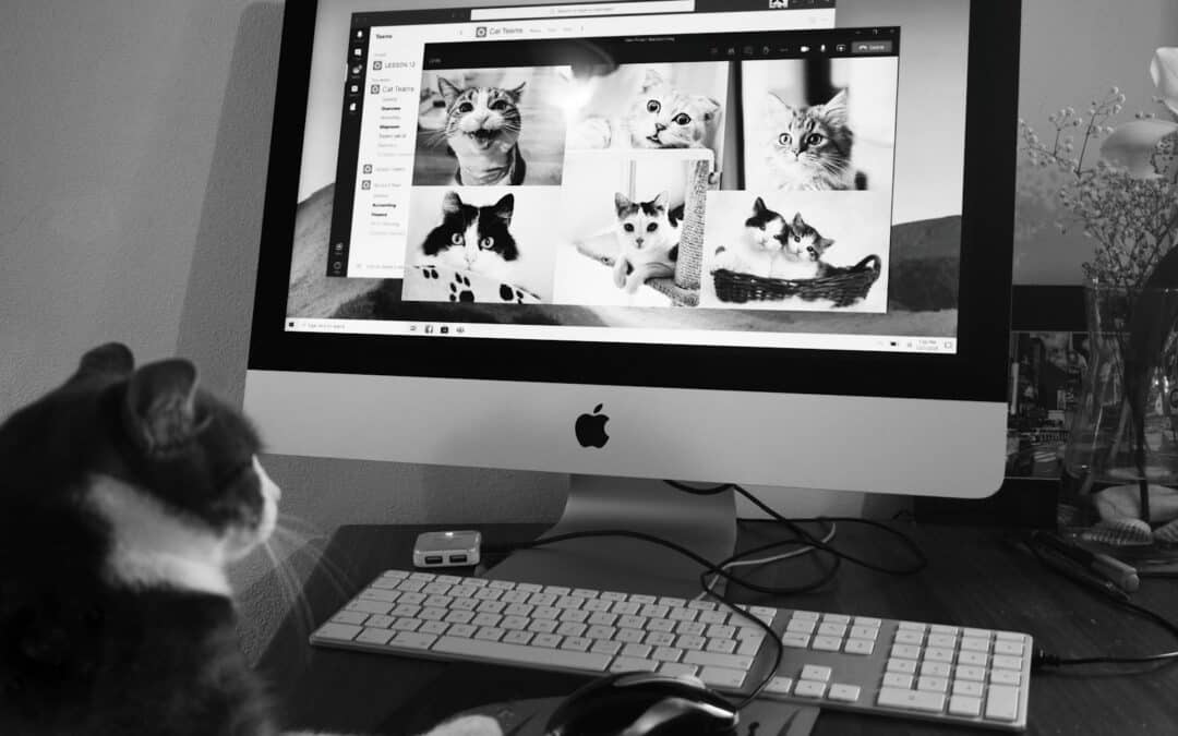 Finding the Purr-fect Cat Sitter in Lorton Who Loves Your Pets as Much as You Do
