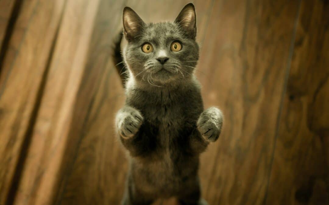 Can Cats Have Peanut Butter? Understanding the Dos and Don’ts for Our Feline Friends