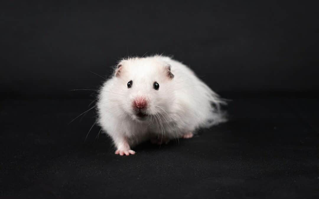 Discovering the World’s Easiest Pets To Take Care Of