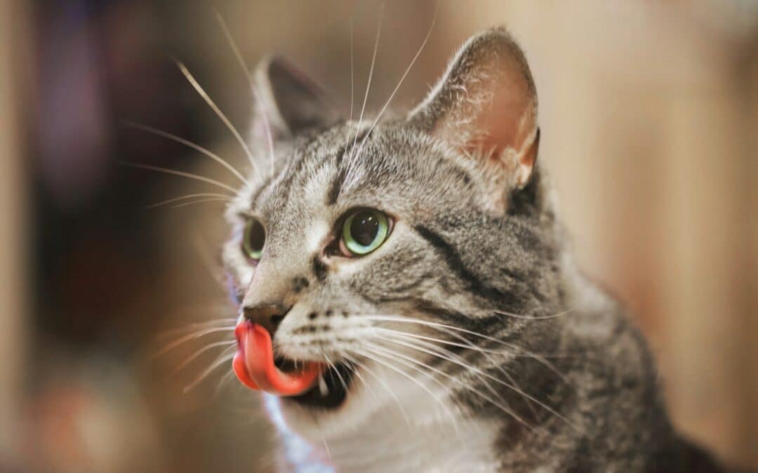 Why Does My Cat Lick Me? Understanding Feline Grooming and Affection
