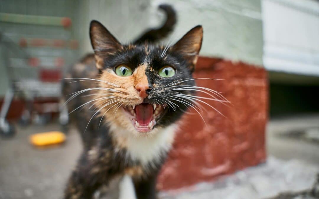 Why Is My Cat Meowing So Much? Decoding Feline Behavior