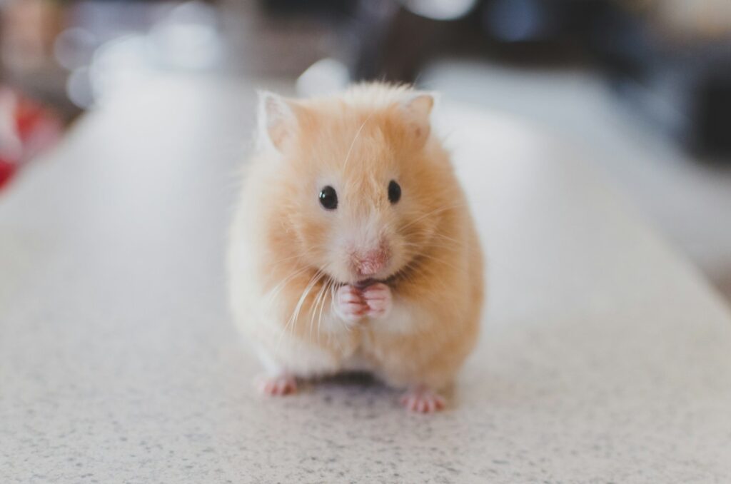 How To Find Pet Sitters in Lincolnia | Affordable Care for Your Furry Friends 8 how long do pet rats live
